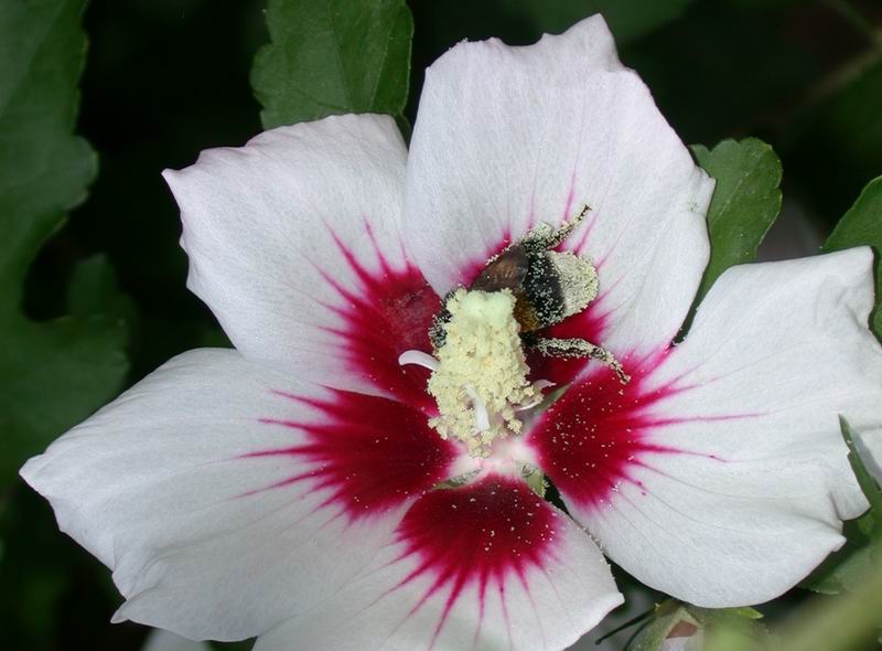 Golosit ....Bombus terrestris